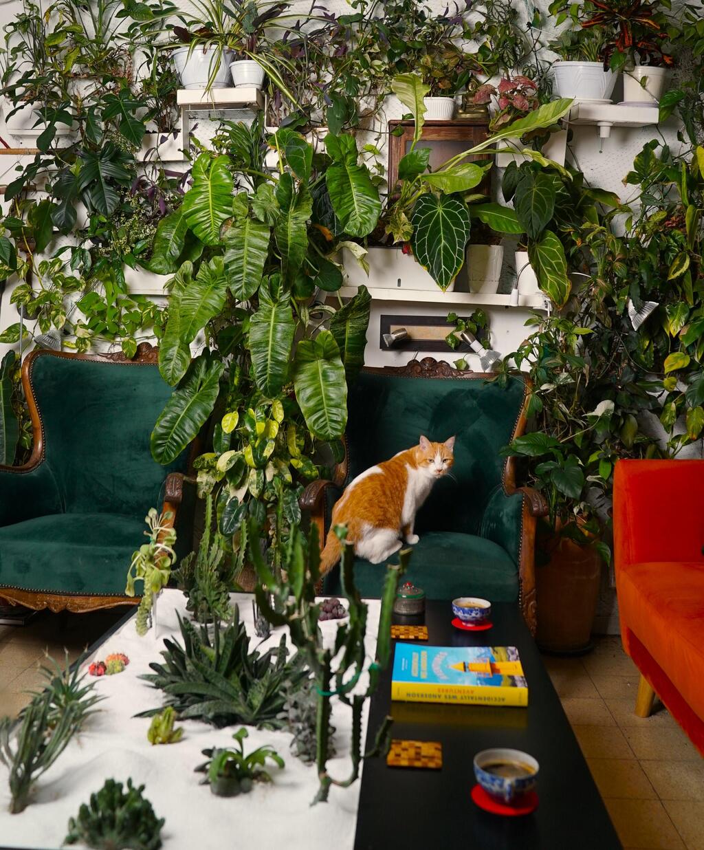 שפע של צמחים בדירה בשכונת שפירא