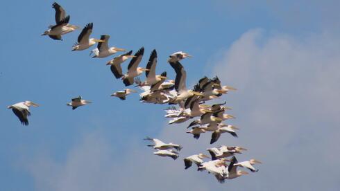 שקנאים בדרכם דרומה