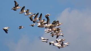 הנדידה הגדולה החלה, חיל האוויר לא יהיה לבד בשמיים