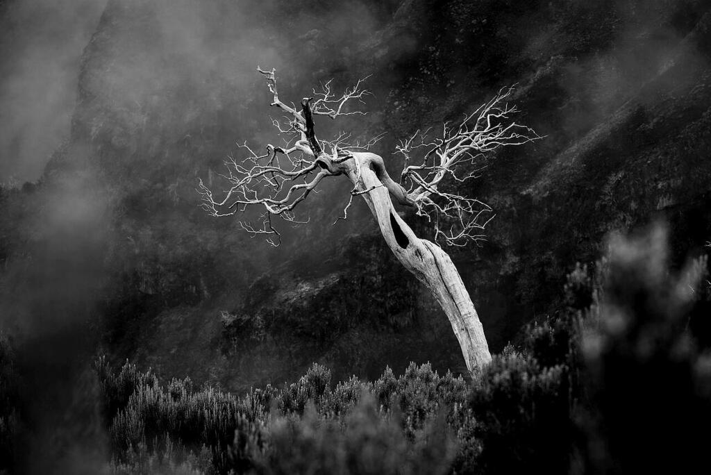 'Skeleton in the Mist', Madeira, Portugal (Photo: Ilan Shacham) "שלד בערפל", מדיירה, פורטוגל