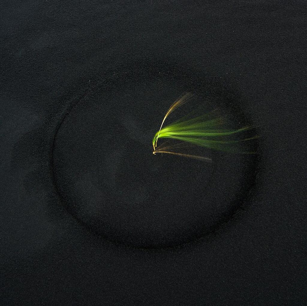 'Nature’s Clock,' which depicts a lone plant on a black Icelandic beach. (Photo: Ilan Shacham) "השעון של הטבע", זוכה בציון לשבח בתחרות NLPA 2021