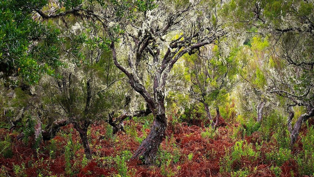 'Dance of Colors', Madeira, Portugal (Photo: Ilan Shacham) "מחול הצבעים", מדיירה, פורטוגל
