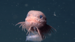 המין הלא מוכר