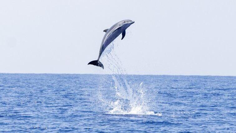 דולפין שנצפה במורדות הכרמל