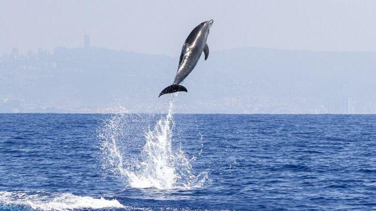דולפין שנצפה במורדות הכרמל