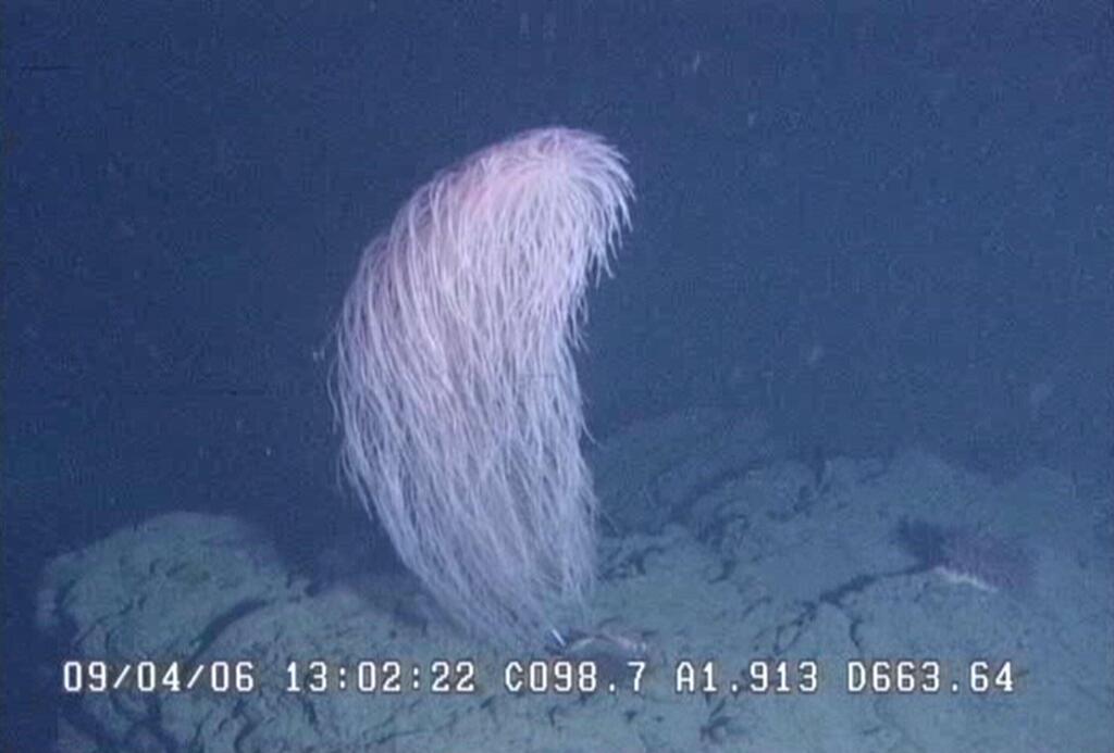 מין האלמוג החדש Iridogorgia chewbacca