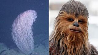 האלמוג Iridogorgia chewbacca, שקרוי על שם הדמות הבדיונית צ'ובאקה