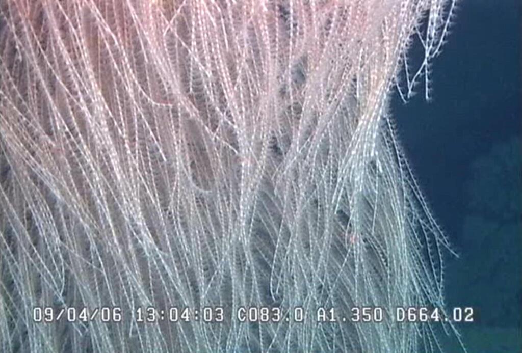 תקריב של מין האלמוג החדש Iridogorgia chewbacca, בו ניתן להבחין בפוליפים על ענפיו