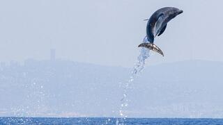 דולפין שנצפה במורדות הכרמל