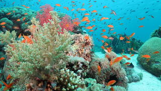 שונית האלמוגים במפרץ אילת