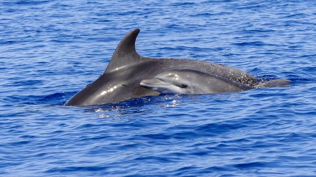 דולפין שנצפה במורדות הכרמל