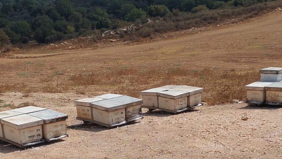 טרור חקלאי נגד הדבוראים הוותיקים של קיבוץ עין חרוד מאוחד שבגלבוע: כ-40 כוורות הושמדו ע"י אלמונים שפיזרו אבקת רעל 