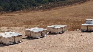 טרור חקלאי נגד הדבוראים הוותיקים של קיבוץ עין חרוד מאוחד שבגלבוע: כ-40 כוורות הושמדו ע"י אלמונים שפיזרו אבקת רעל 