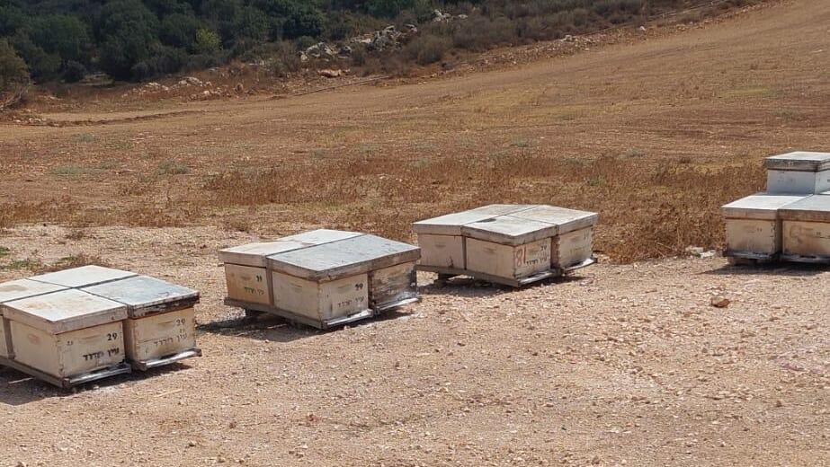 טרור חקלאי נגד הדבוראים הוותיקים של קיבוץ עין חרוד מאוחד שבגלבוע: כ-40 כוורות הושמדו ע"י אלמונים שפיזרו אבקת רעל 