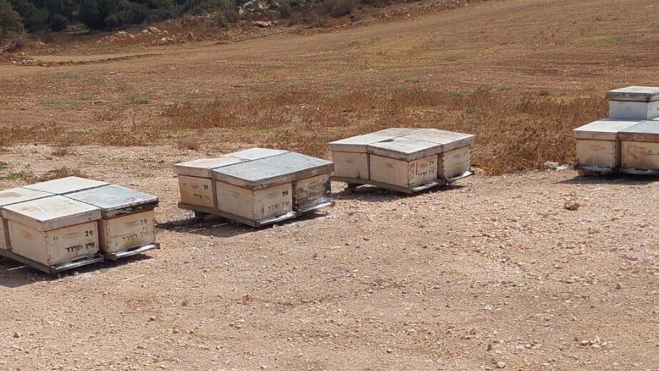 טרור חקלאי נגד הדבוראים הוותיקים של קיבוץ עין חרוד מאוחד שבגלבוע: כ-40 כוורות הושמדו ע"י אלמונים שפיזרו אבקת רעל 