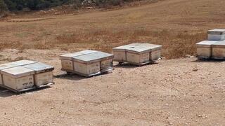 טרור חקלאי נגד הדבוראים הוותיקים של קיבוץ עין חרוד מאוחד שבגלבוע: כ-40 כוורות הושמדו ע"י אלמונים שפיזרו אבקת רעל 