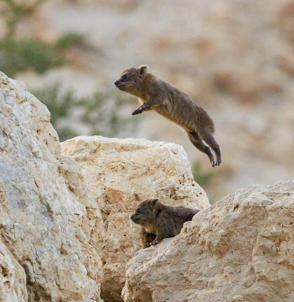 שפן סלע מקפץ מעל שפן אחר
