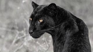 הנמרה השחורה גיזה