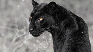 הנמרה השחורה גיזה