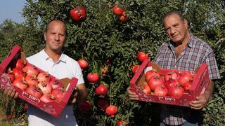 נמרוד זמירי עם אביו במטע רימונים יסוד המעלה 