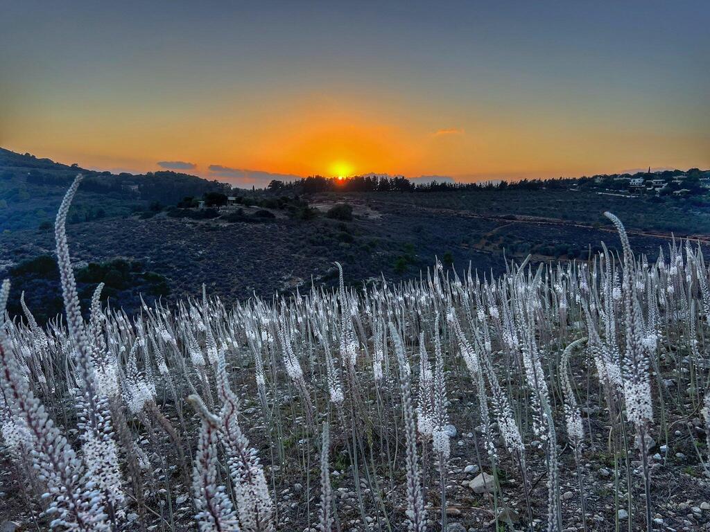 עשרות אלפי חצבים פורחים מול השקיעה בתל יודפת