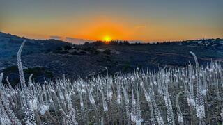 עשרות אלפי חצבים פורחים מול השקיעה בתל יודפת