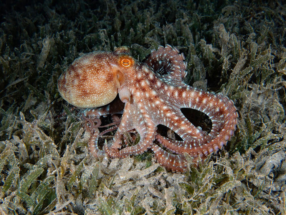 תמנון ארך זרועות