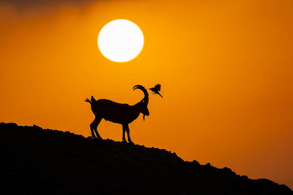 טריסטרמיות ויעל בזריחה