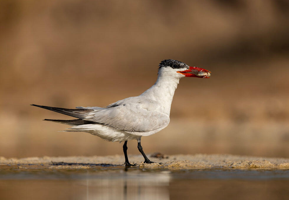 שחפית כספית באילת