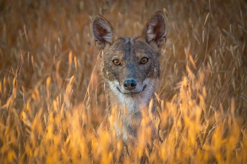 תן בשטה חיטה