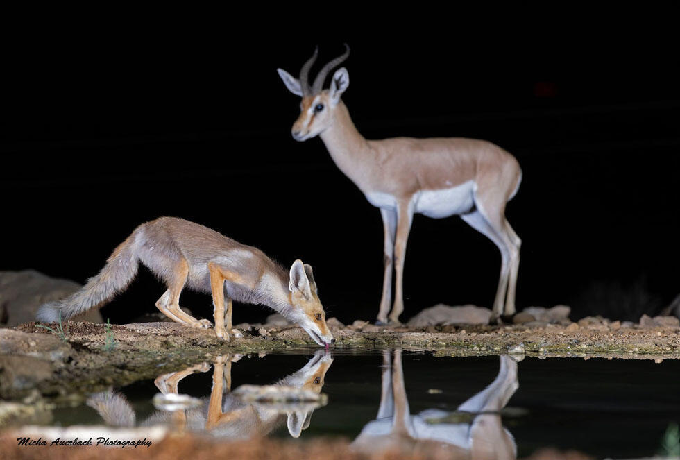 הרמוניה בטבע