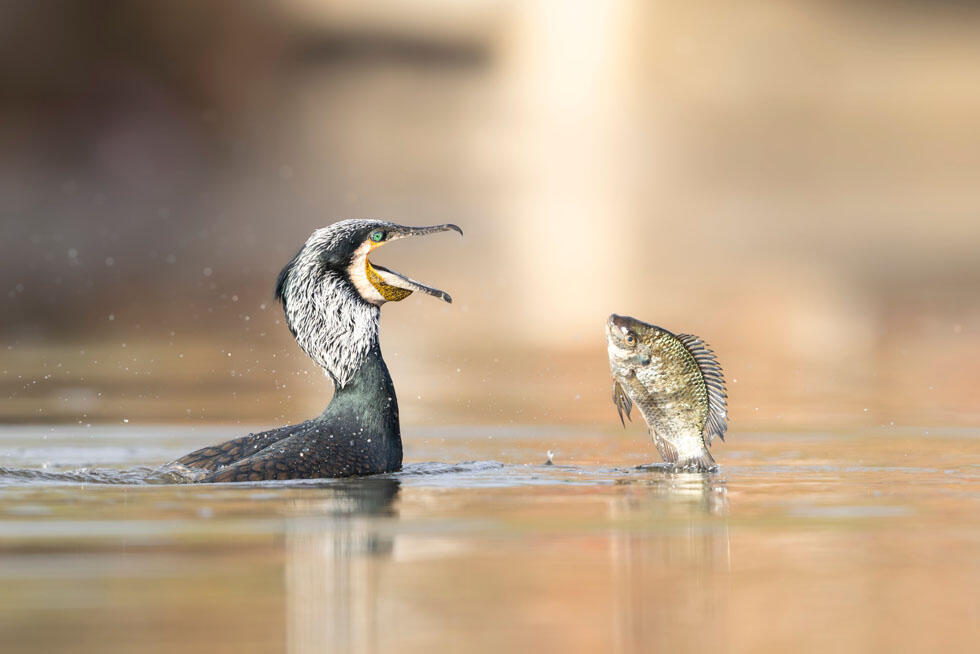 דו שיח, קורמורן ומושט
