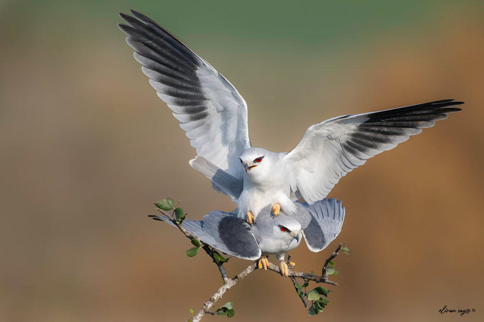 דאות שחורות-כתף