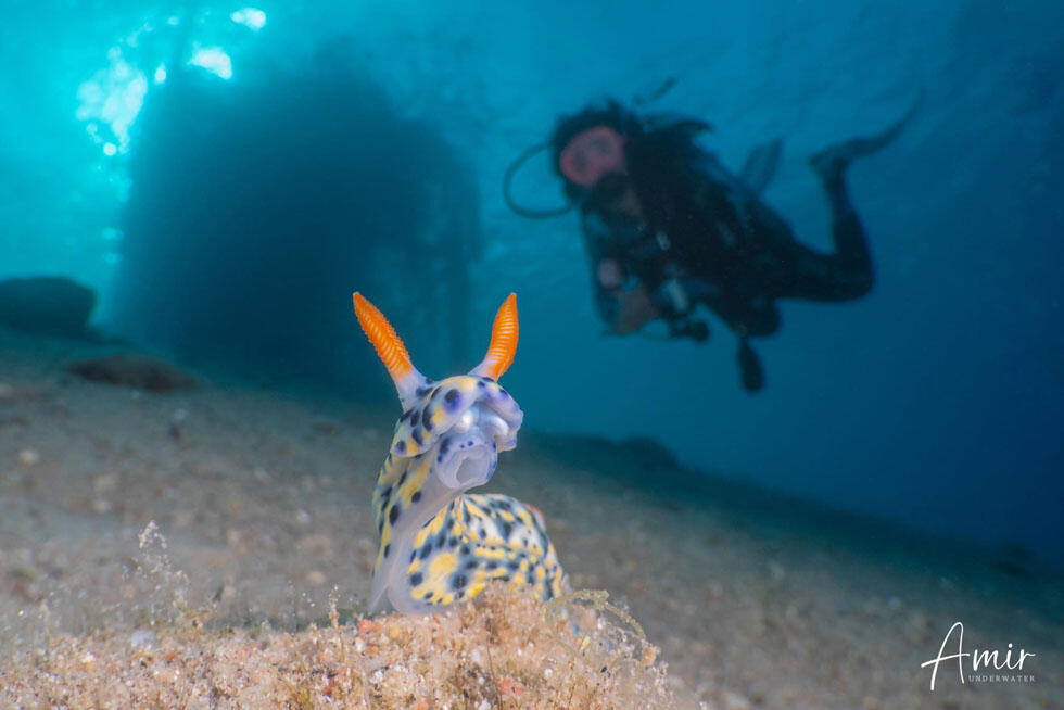 חשופית מקושטת