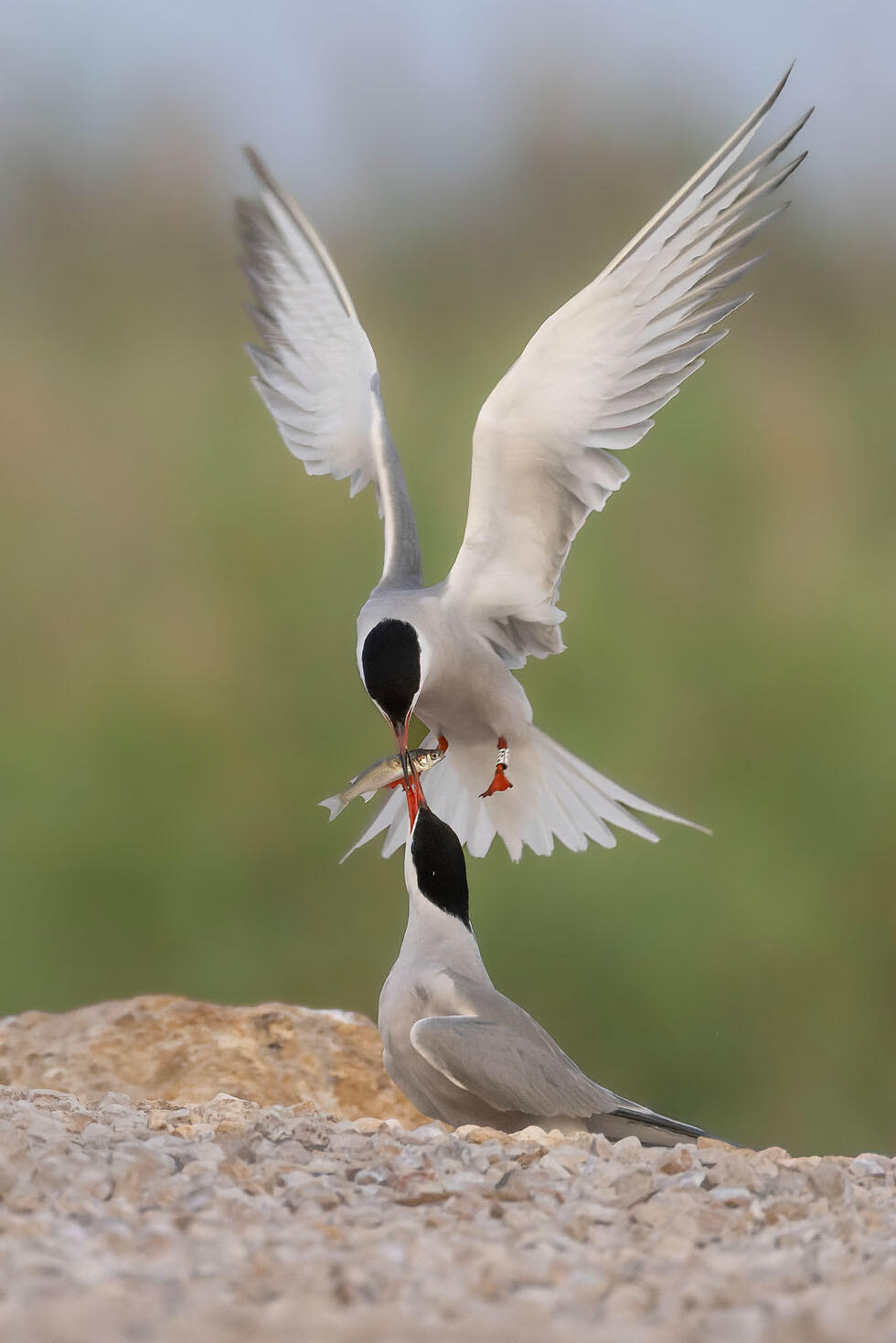 שחפיות ים בחידור