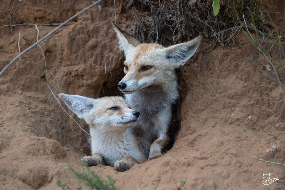 שועלה וגורה