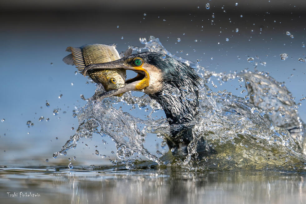 קורמורן ודג
