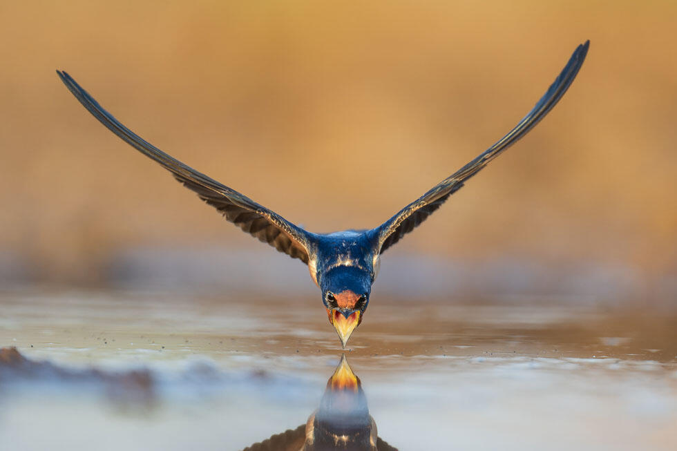 סנונית רפתות