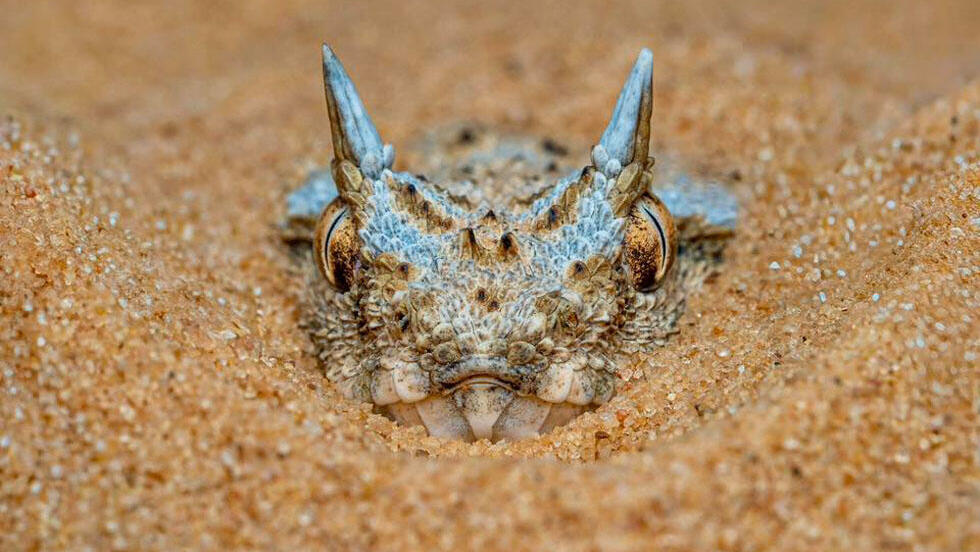 עכן חרטומים