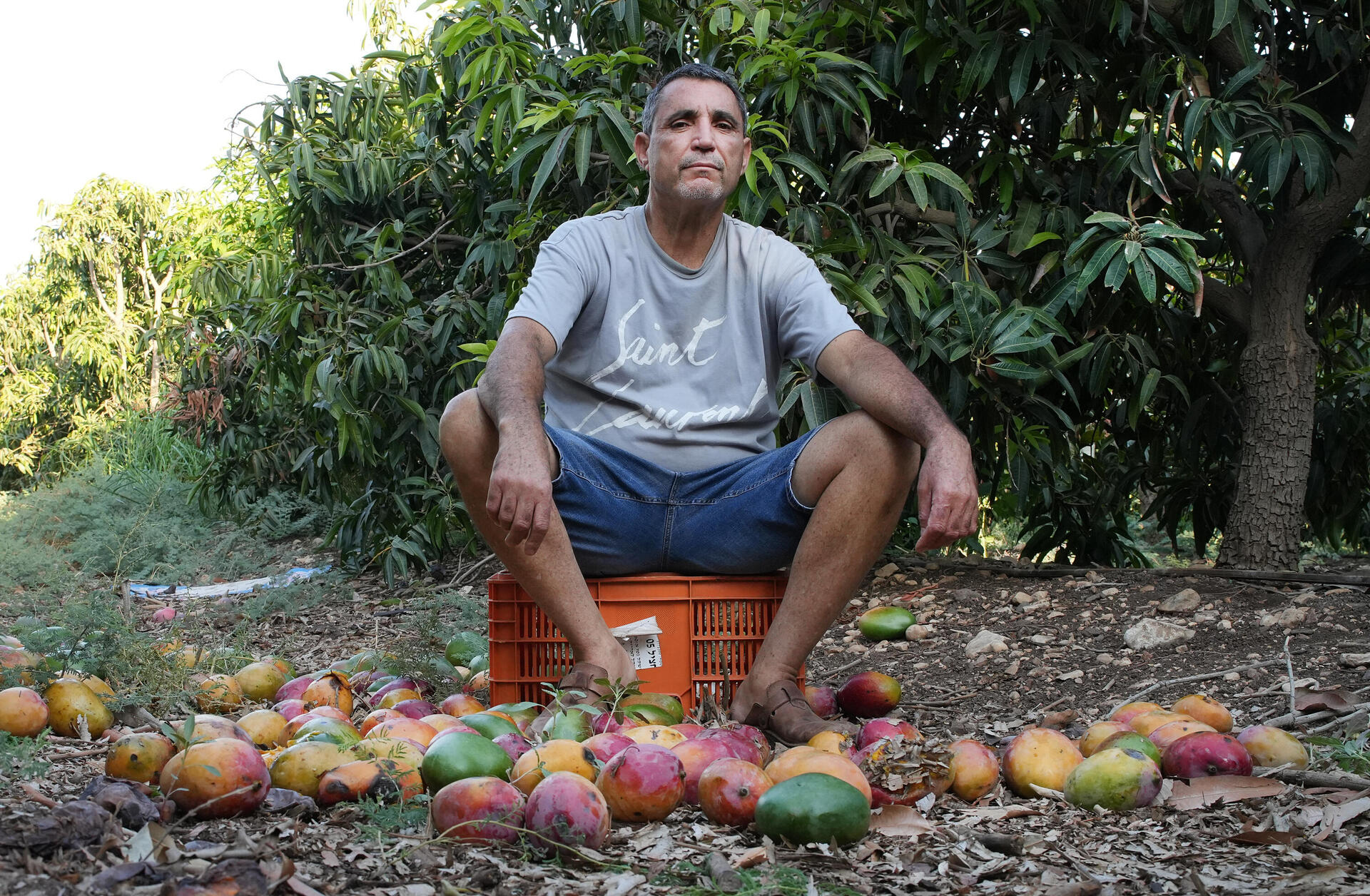 רוברט אמרוסי, מוותיקי המגדלים, עם עודפי המנגו הנרקבים  