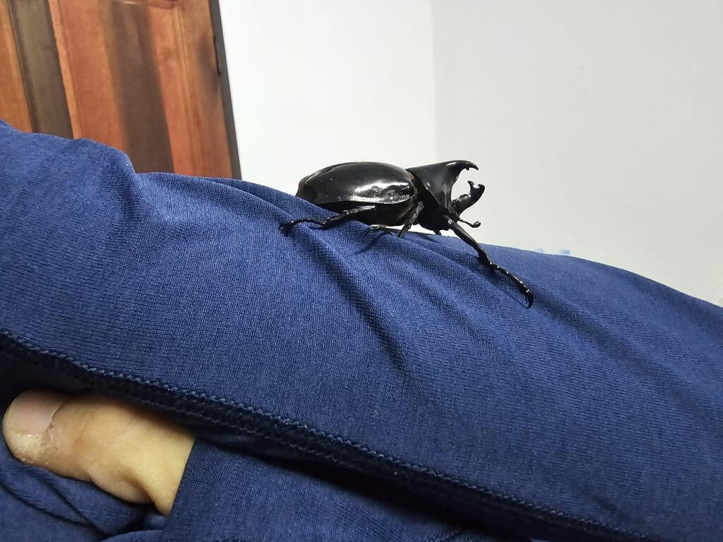 קרנפית אסיאתית