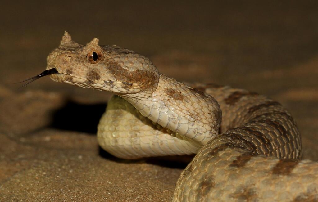 שפיפון הנגב