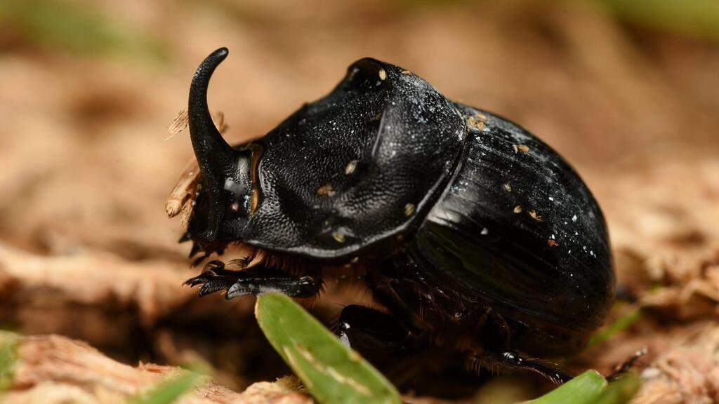 קרנפית ספרדית