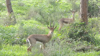 צבאים ברמת הנדיב
