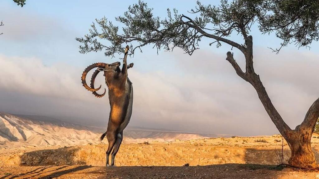 יעל אוכל מעץ שיטה במצוק הצינים