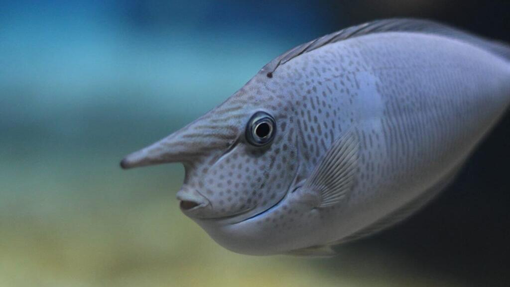 Unicorn fish 