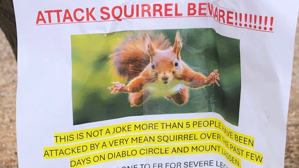 כרזה שנתלתה בעיר סן רפאל, עם אזהרה מפני תוקפנות הסנאים