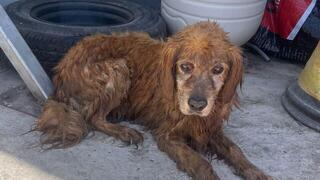 הכלב חומי, שנשרף למוות בבית שאן