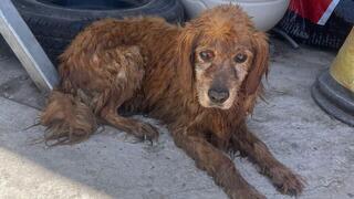הכלב חומי, שנשרף למוות בבית שאן