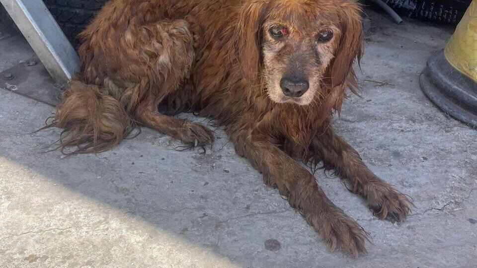 הכלב חומי, שנשרף למוות בבית שאן